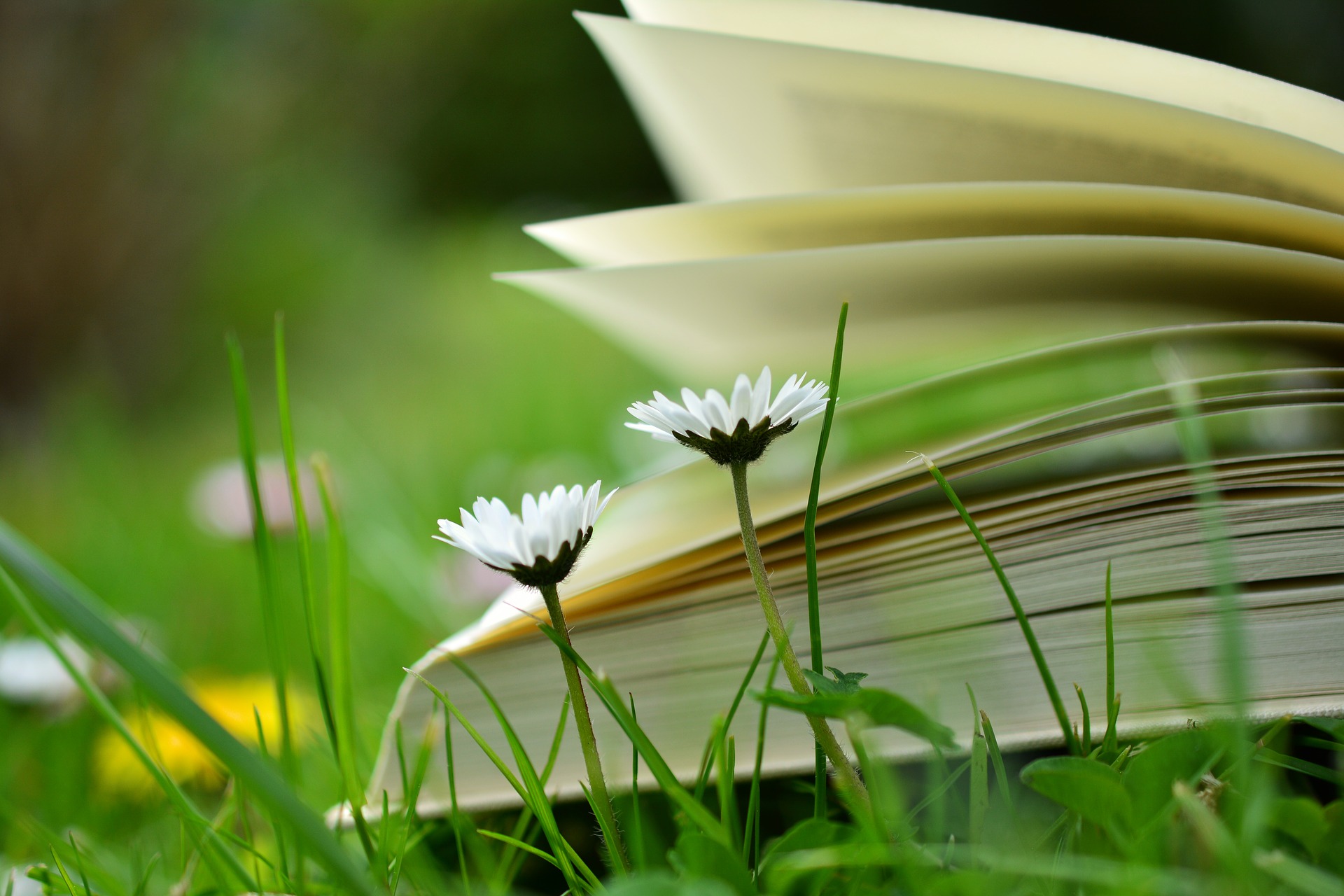 aufgeschlagenes Buch auf einer Wiese, zwei Gänseblümchen davor