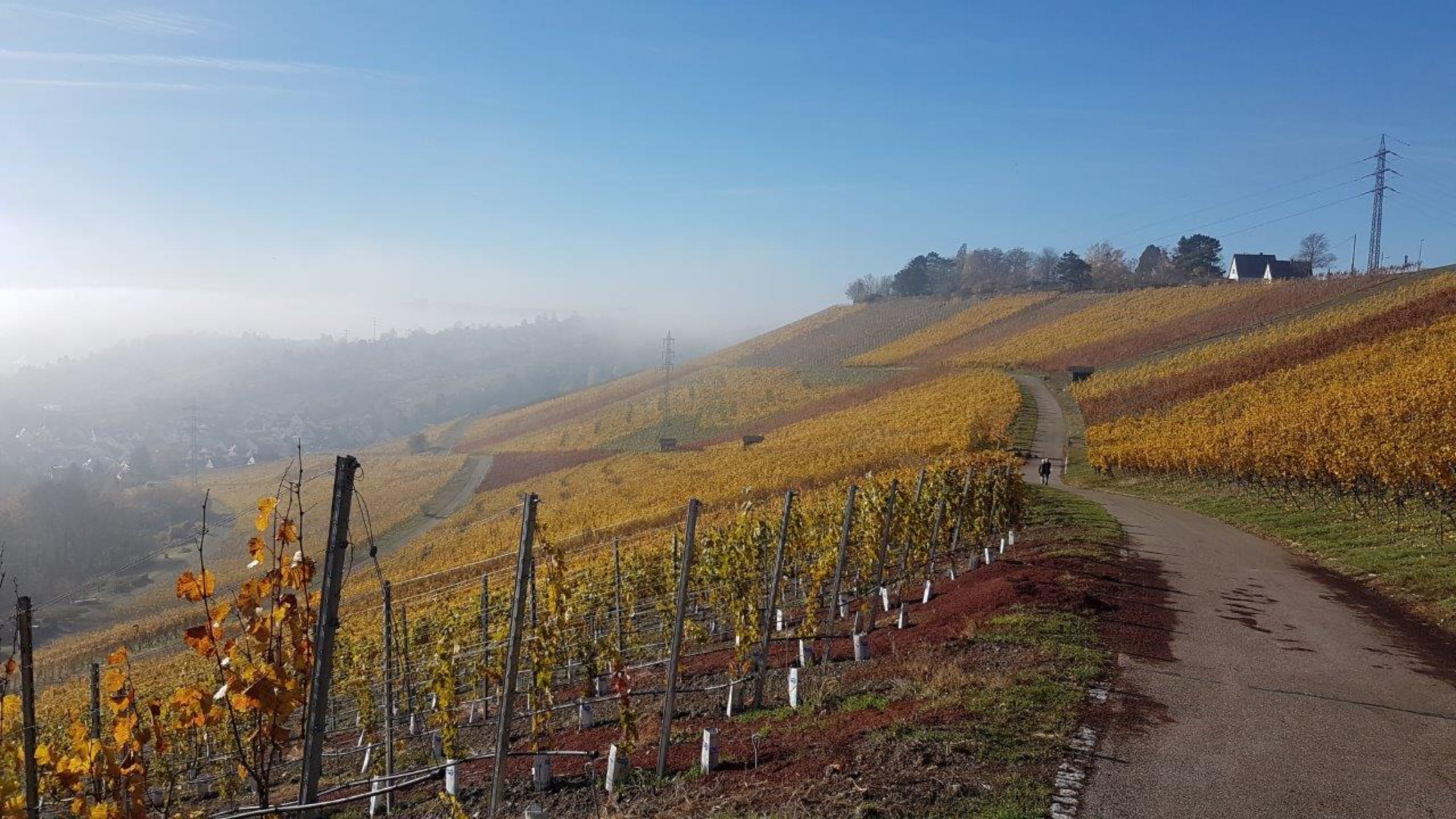 herbstliche Weinberge